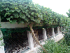 Bột sắn dây